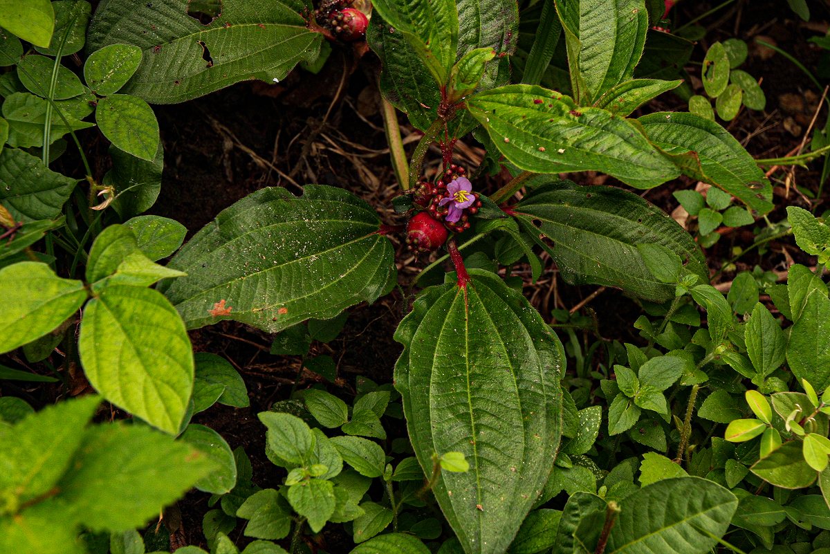 Tristemma mauritianum var. mauritianum