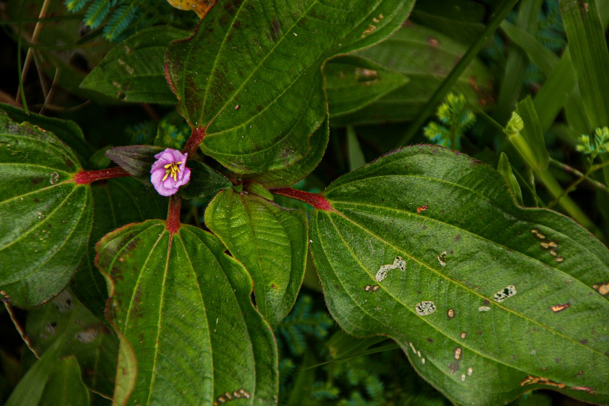 Tristemma mauritianum var. mauritianum