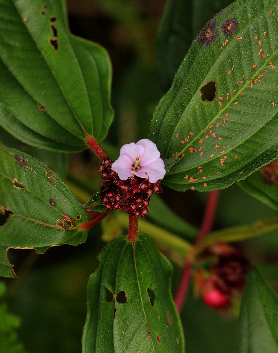 Tristemma mauritianum var. mauritianum