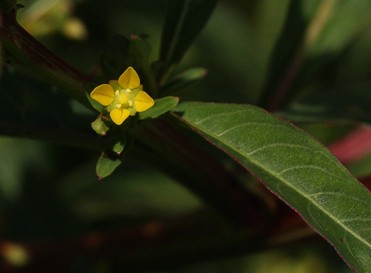 Ludwigia abyssinica Ludwigia abyssinica