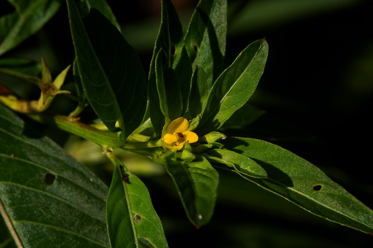 Ludwigia abyssinica