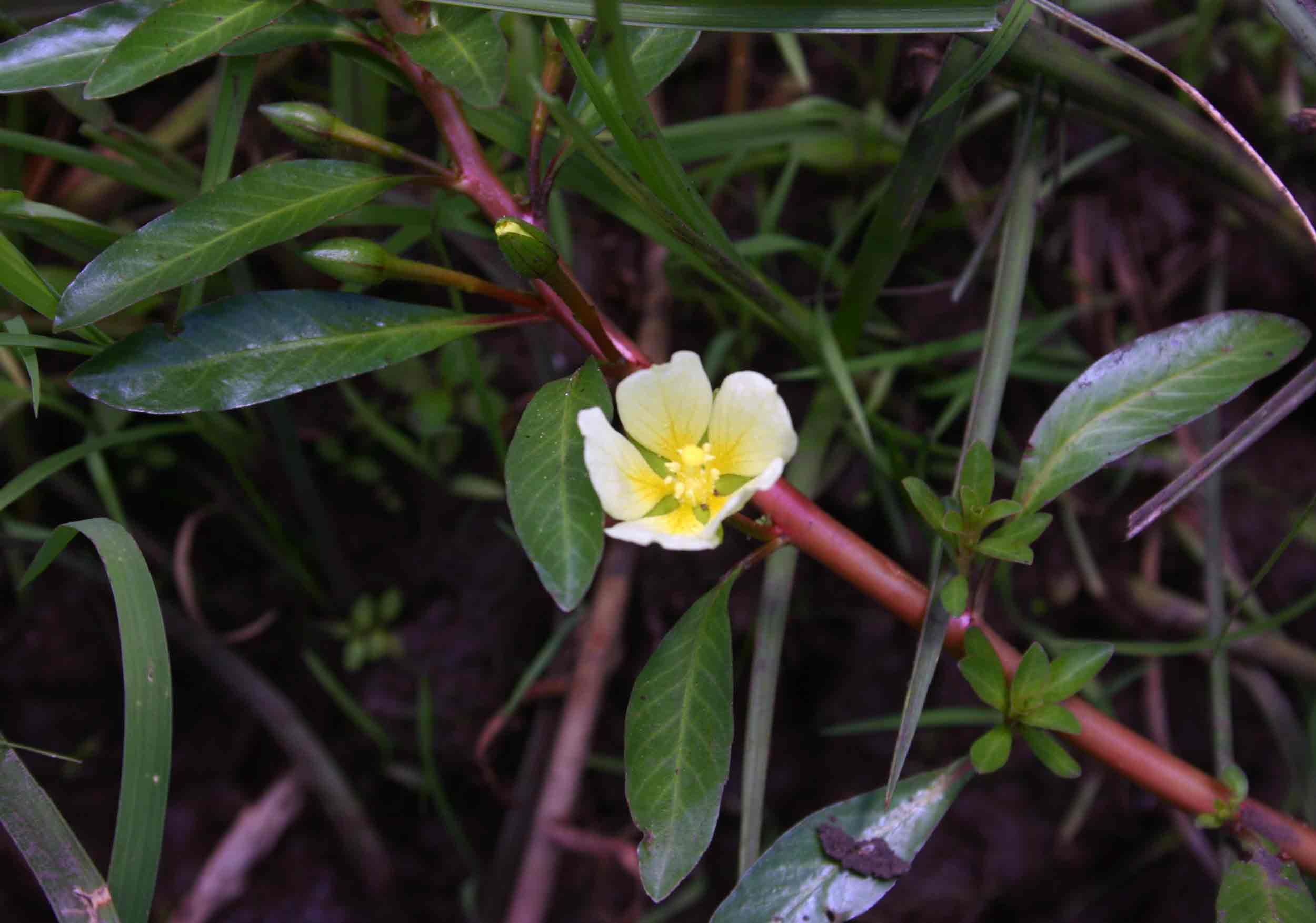 Ludwigia adscendens subsp. diffusa Ludwigia adscendens subsp. diffusa