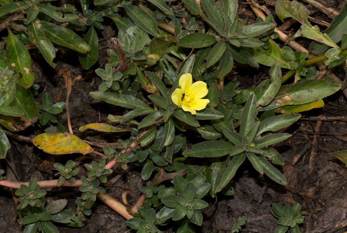 Ludwigia adscendens subsp. diffusa