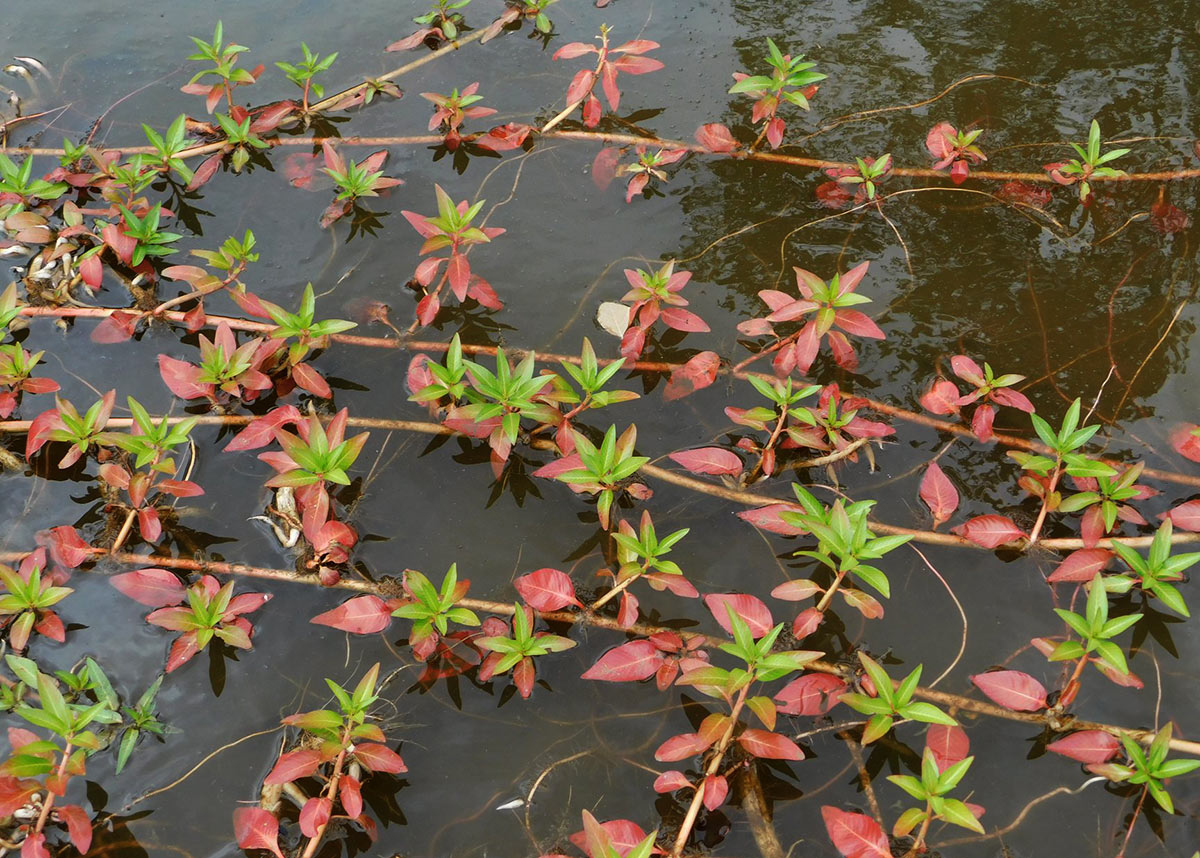 Ludwigia adscendens subsp. diffusa