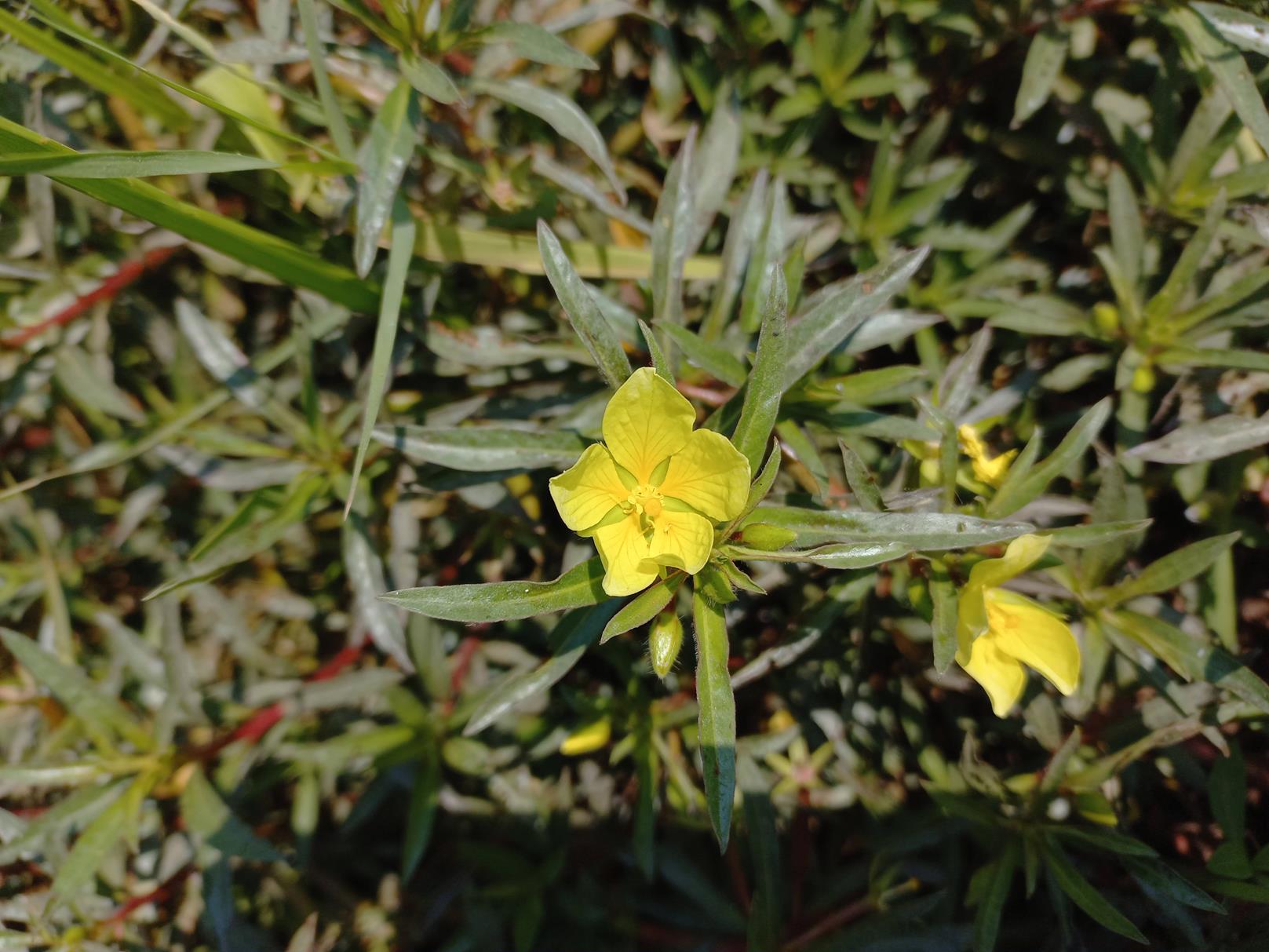 Ludwigia adscendens subsp. diffusa