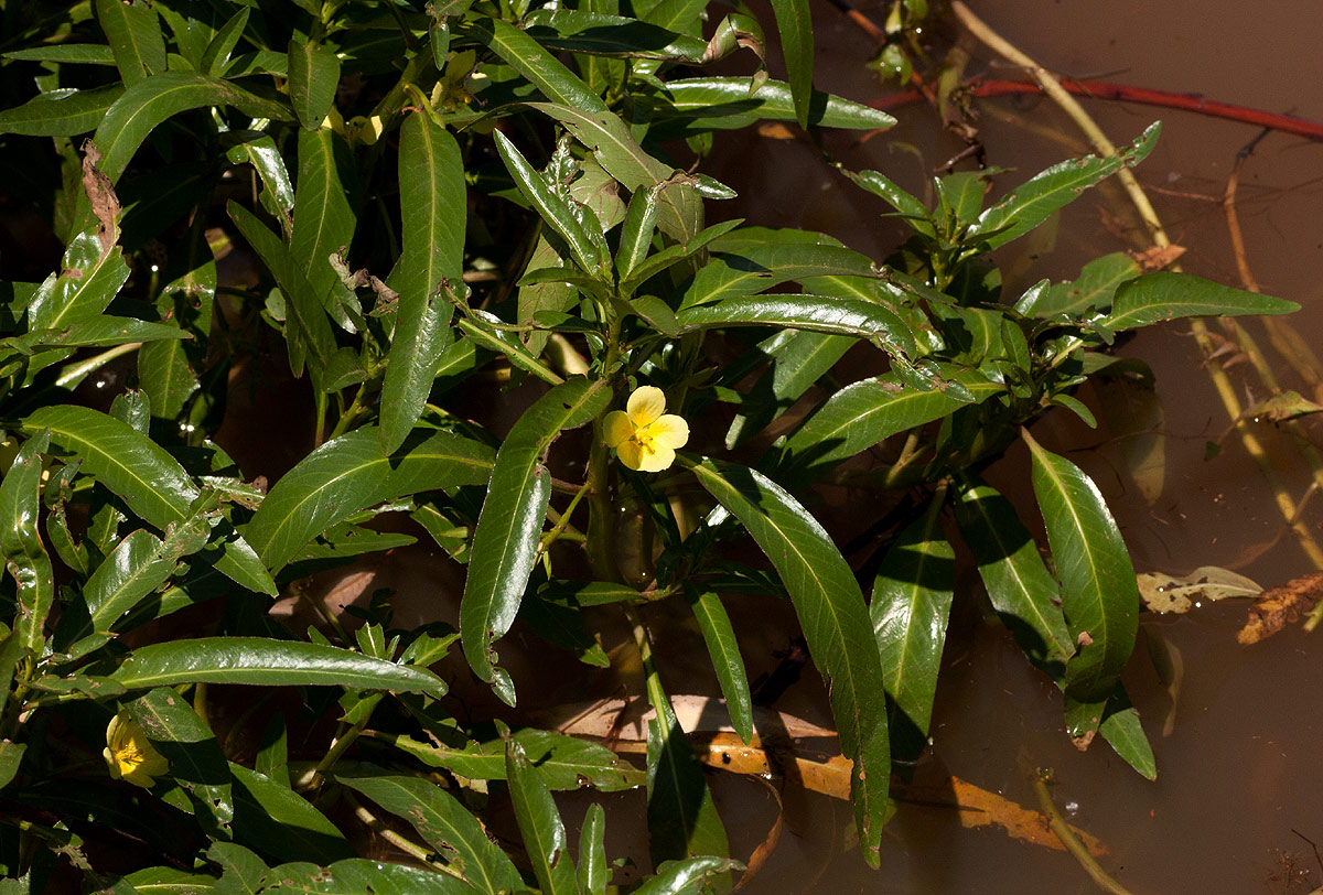 Ludwigia adscendens subsp. diffusa