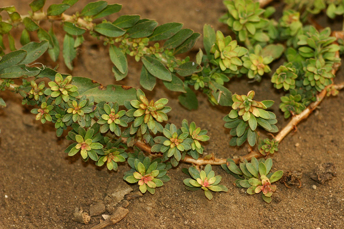Ludwigia adscendens subsp. diffusa Ludwigia adscendens subsp. diffusa