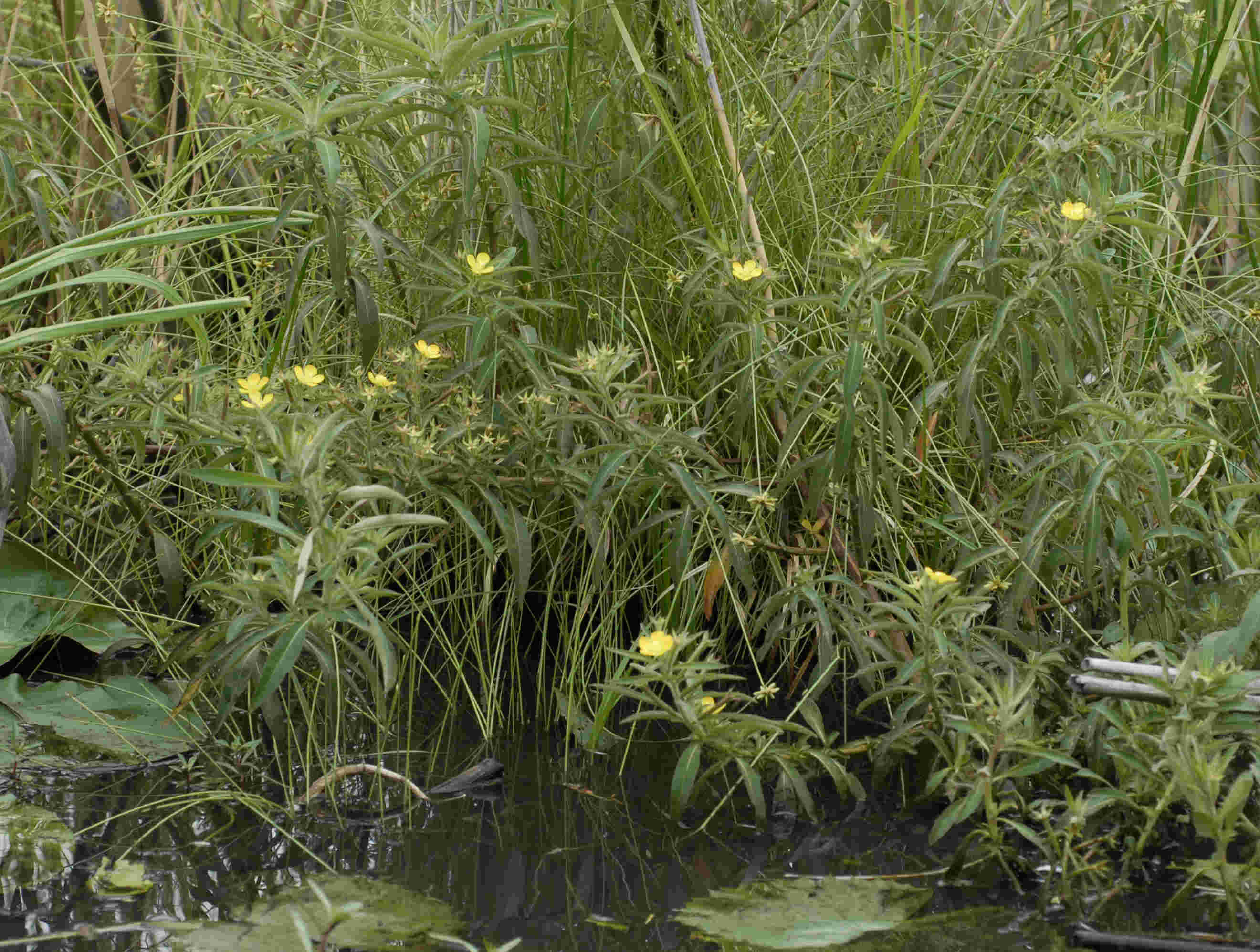 Ludwigia leptocarpa