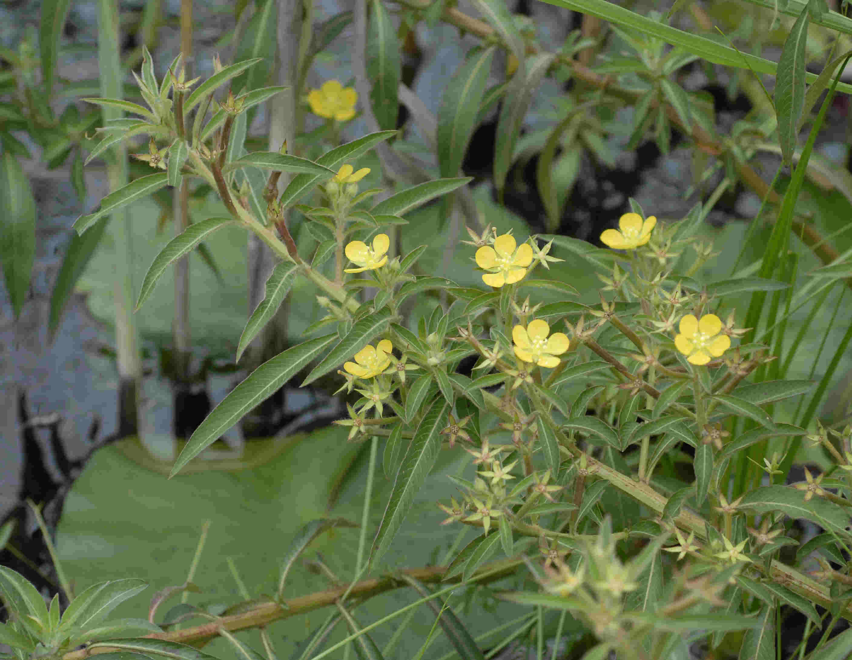 Ludwigia leptocarpa Ludwigia leptocarpa