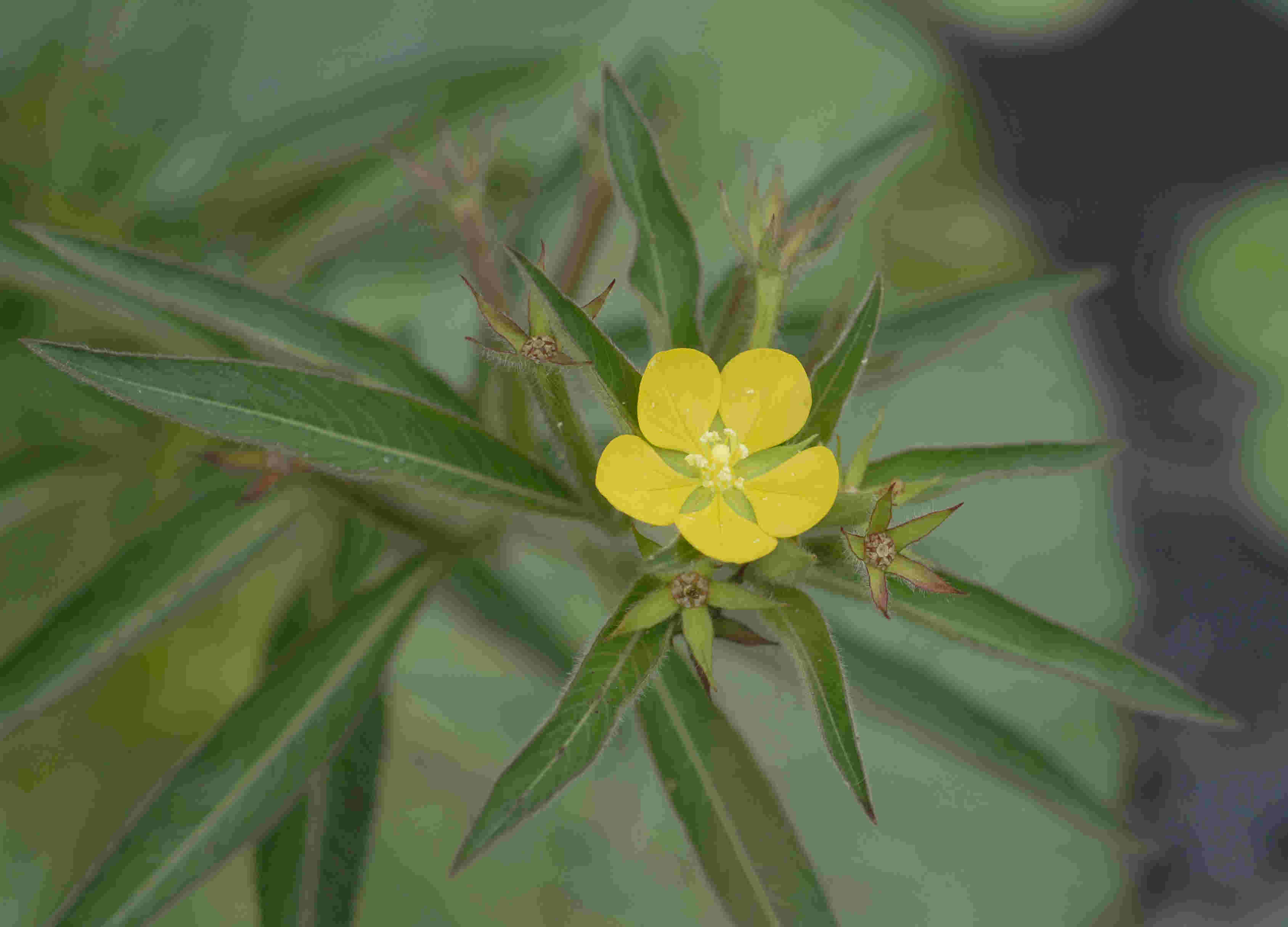 Ludwigia leptocarpa