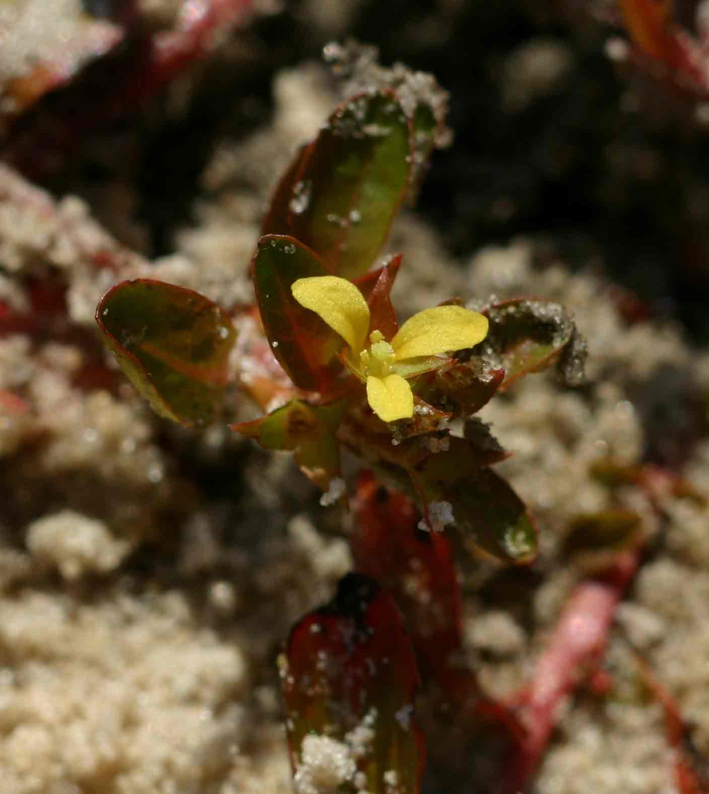 Ludwigia senegalensis