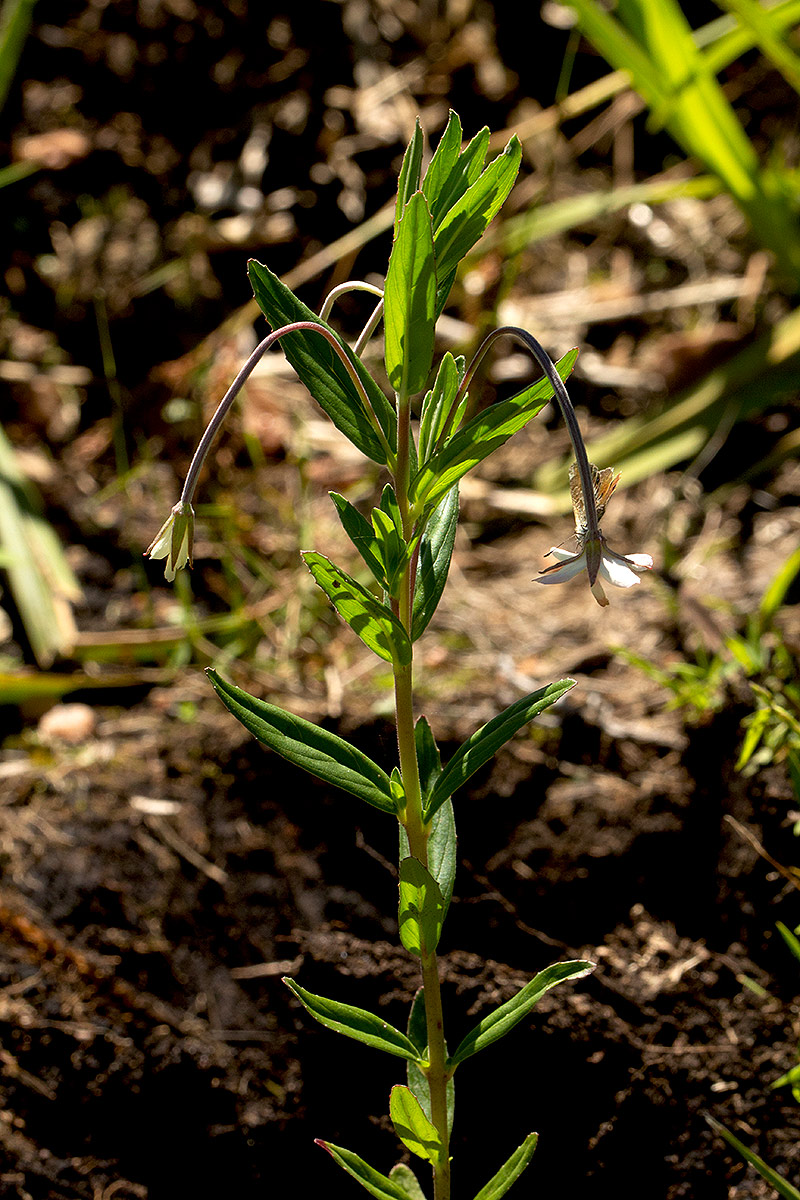 Epilobium capense