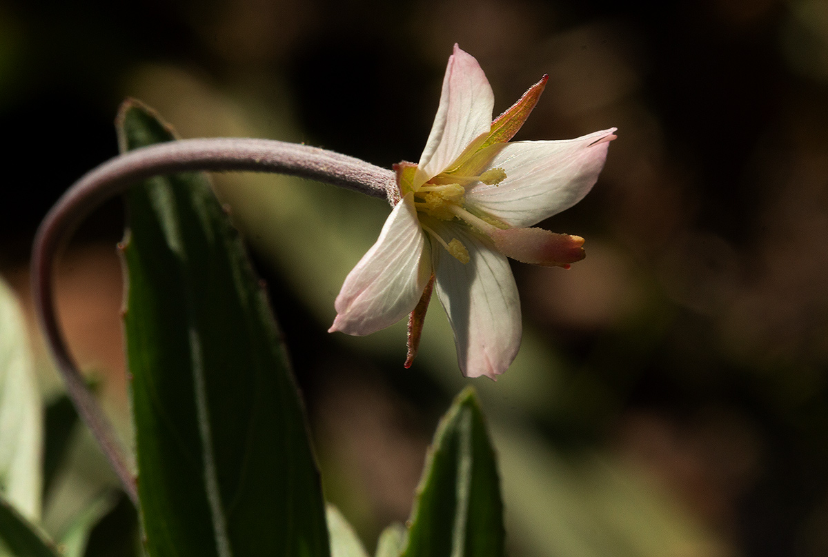 Epilobium capense