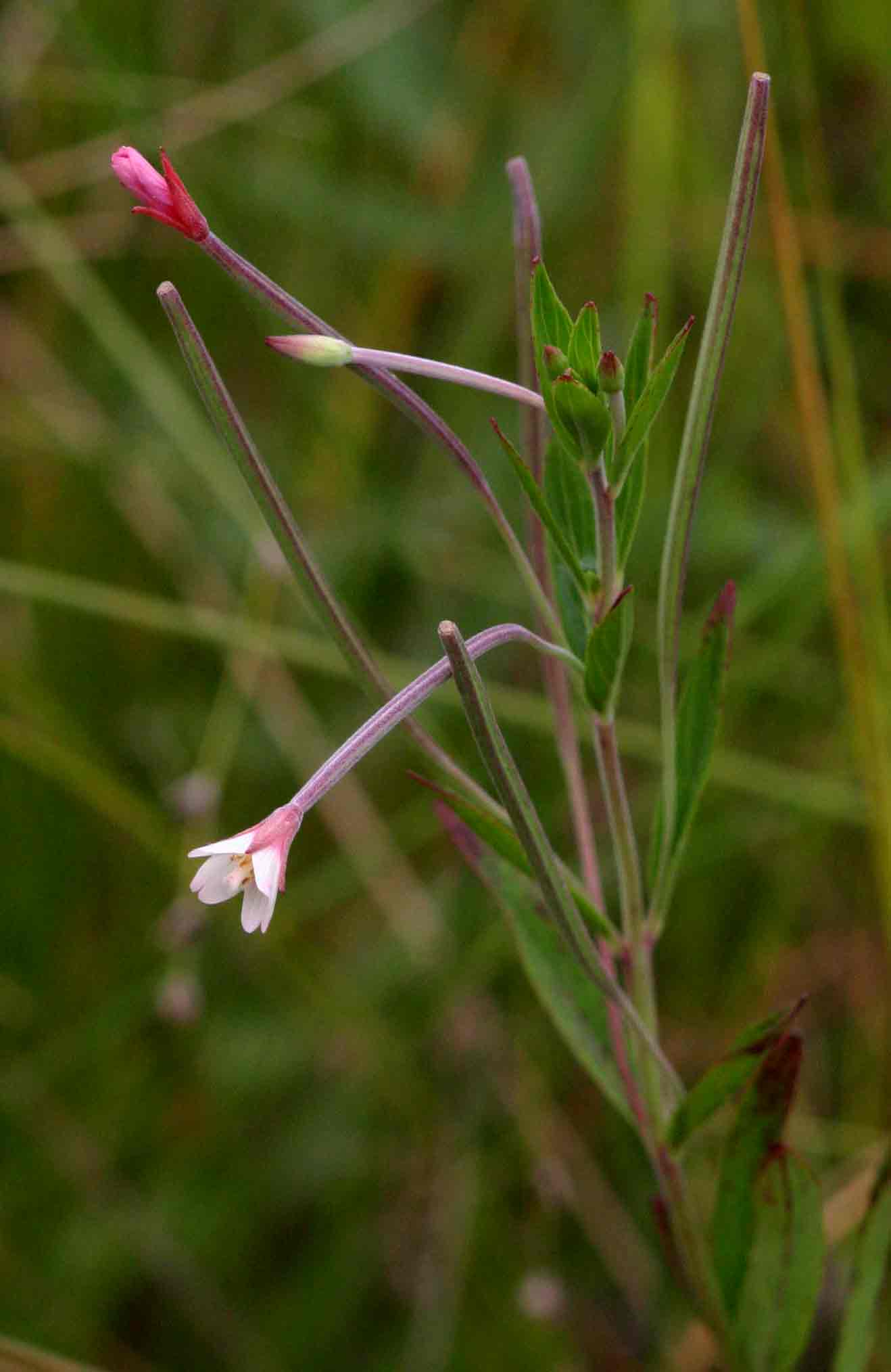 Epilobium salignum