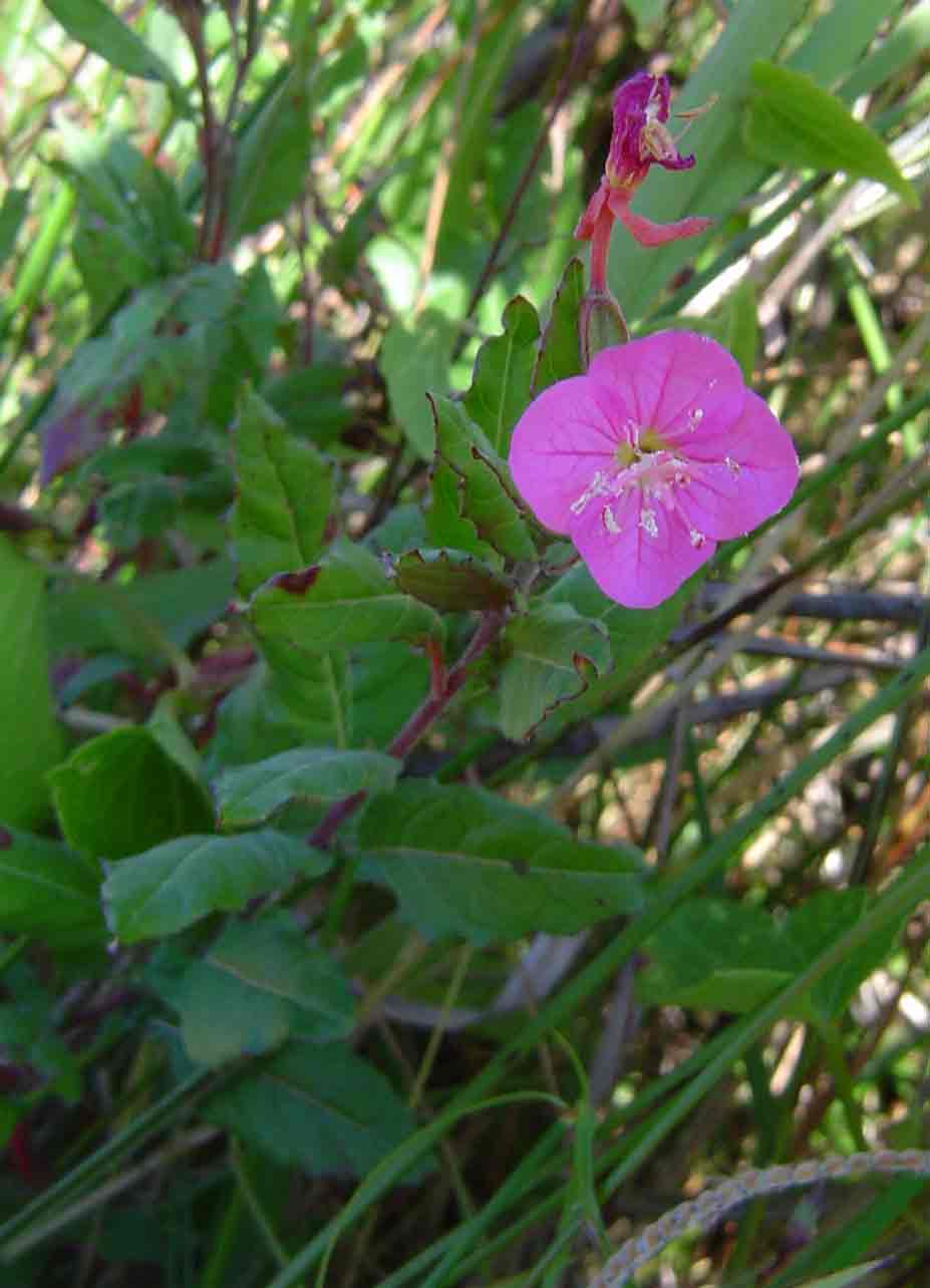 Oenothera rosea