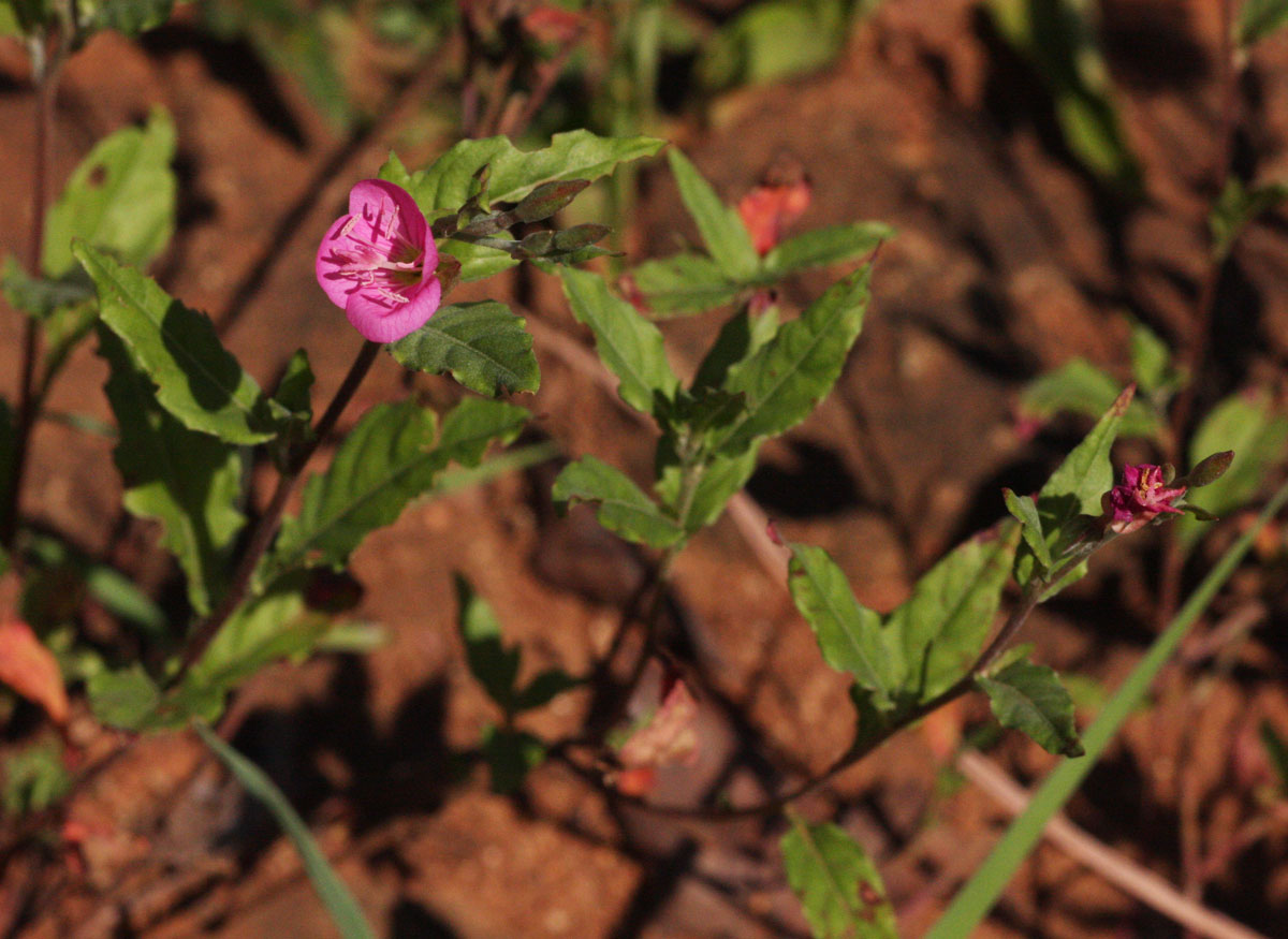 Oenothera rosea