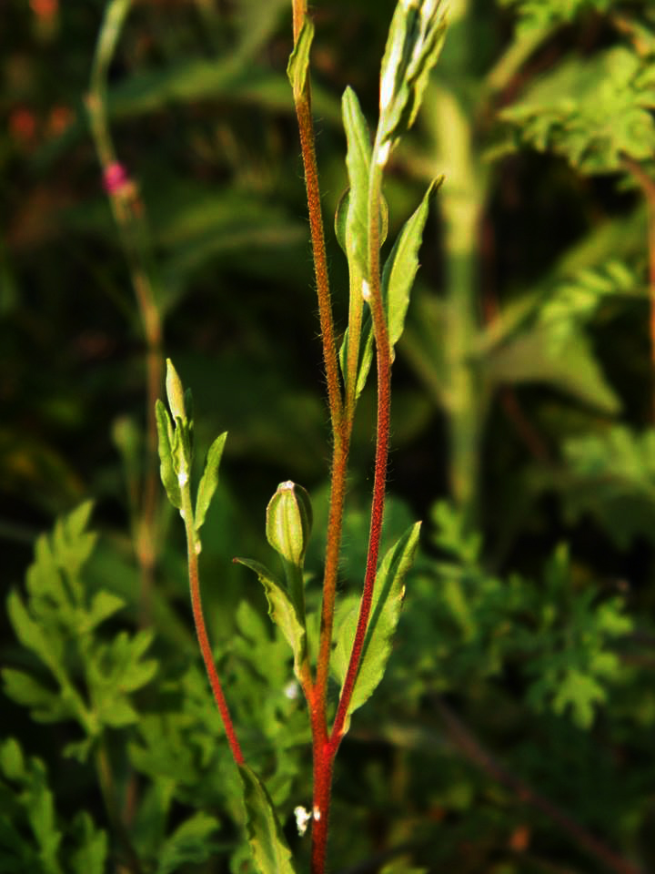 Oenothera rosea Oenothera rosea