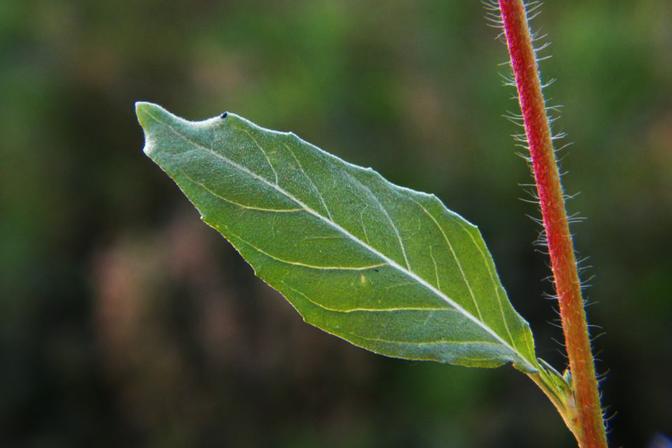 Oenothera rosea Oenothera rosea