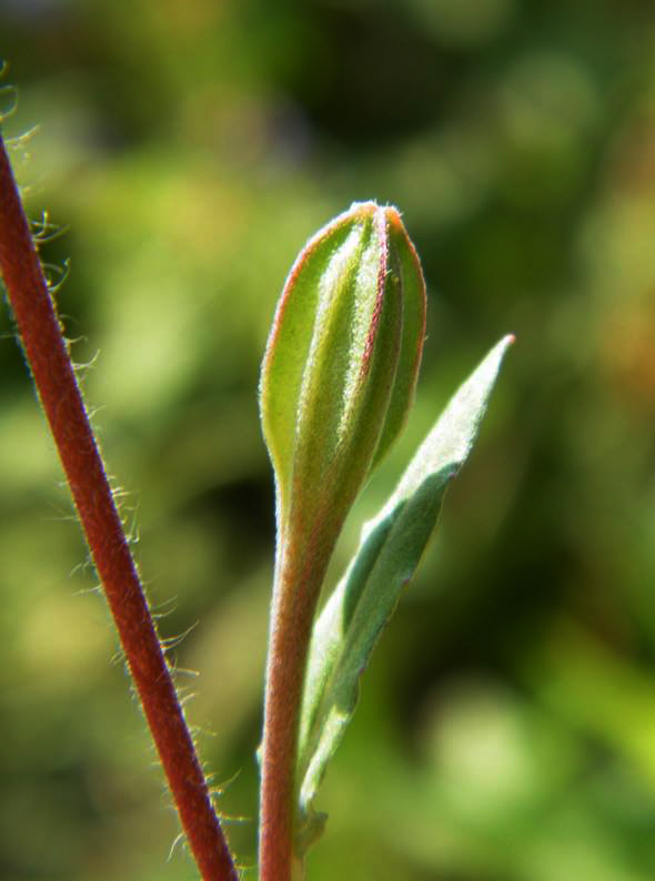 Oenothera rosea