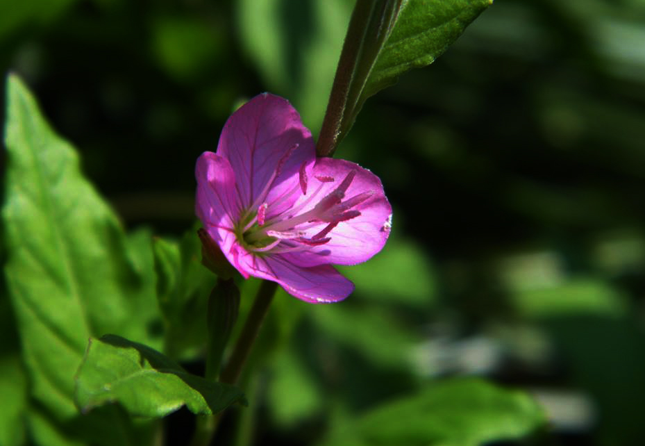 Oenothera rosea