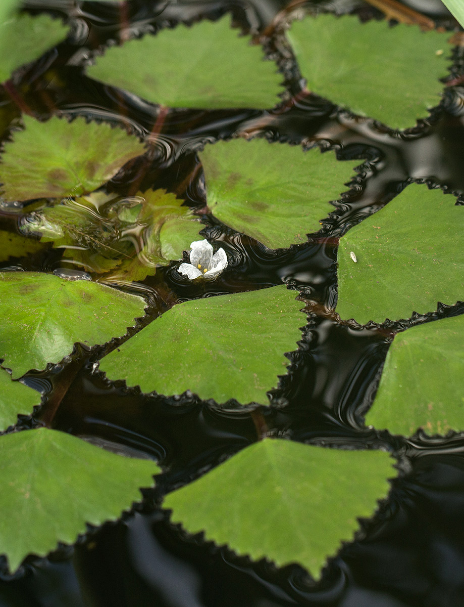 Trapa natans var. bispinosa
