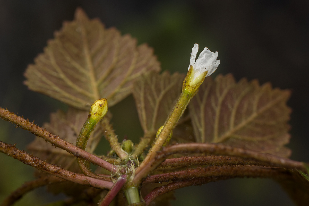 Trapa natans var. bispinosa