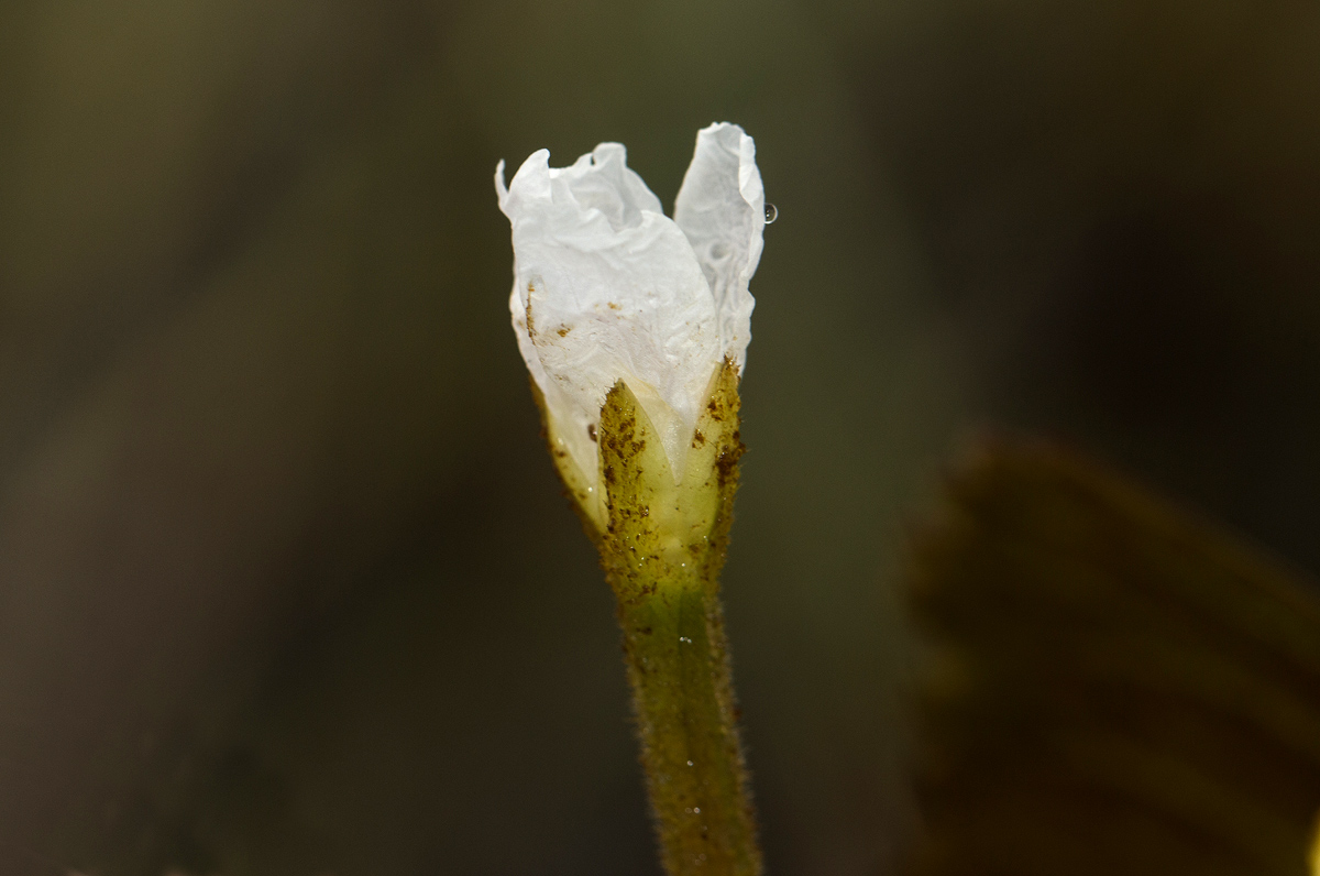 Trapa natans var. bispinosa