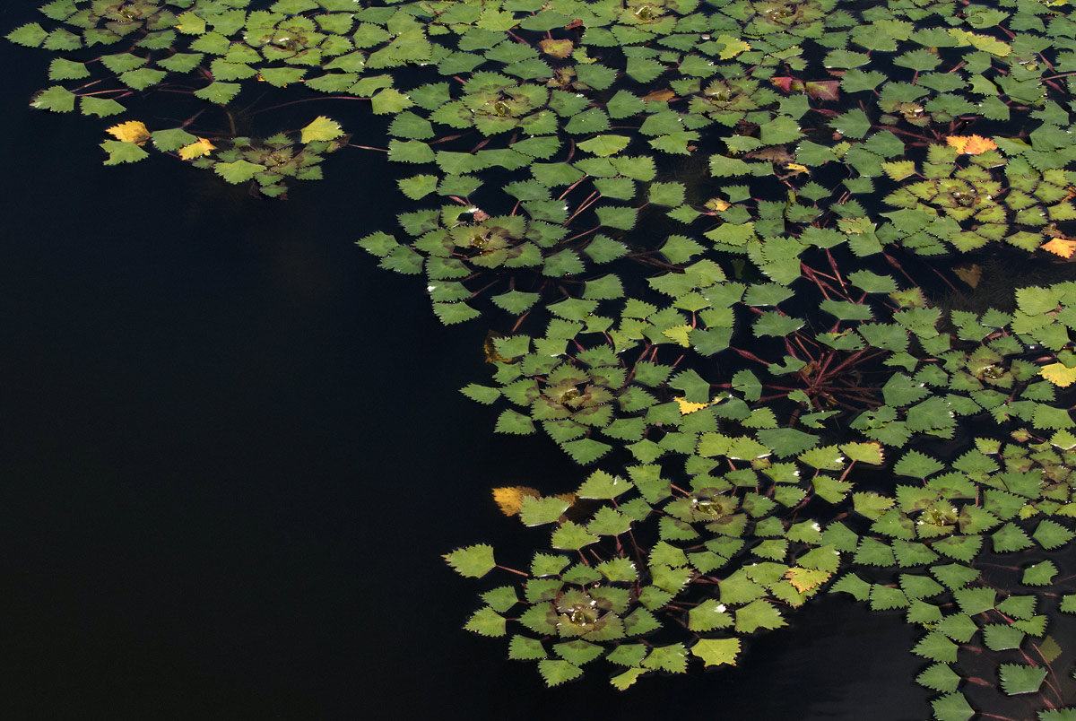 Trapa natans var. bispinosa