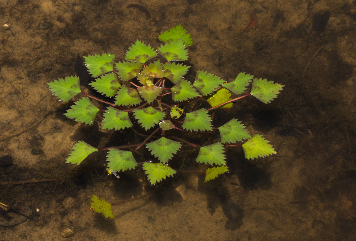 Trapa natans var. bispinosa