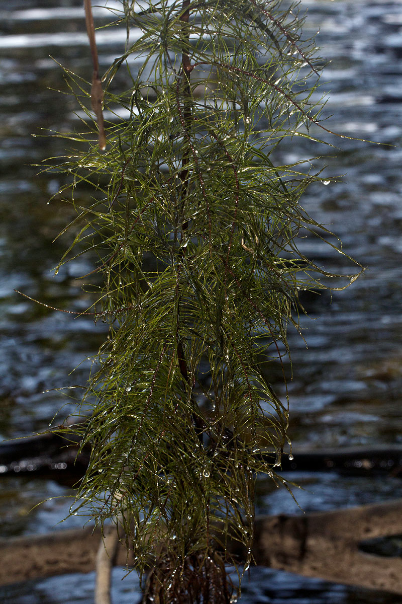 Trapa natans var. bispinosa