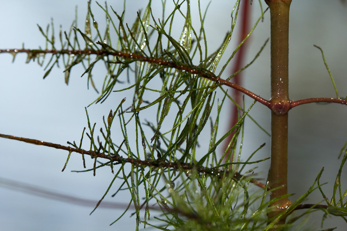 Trapa natans var. bispinosa