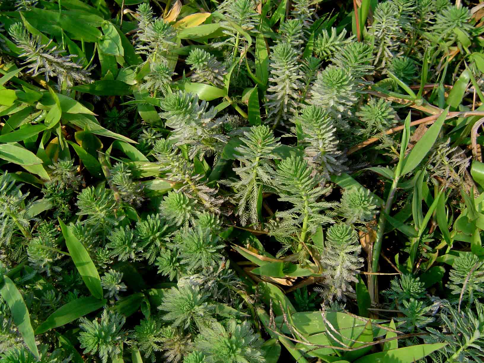 Myriophyllum aquaticum