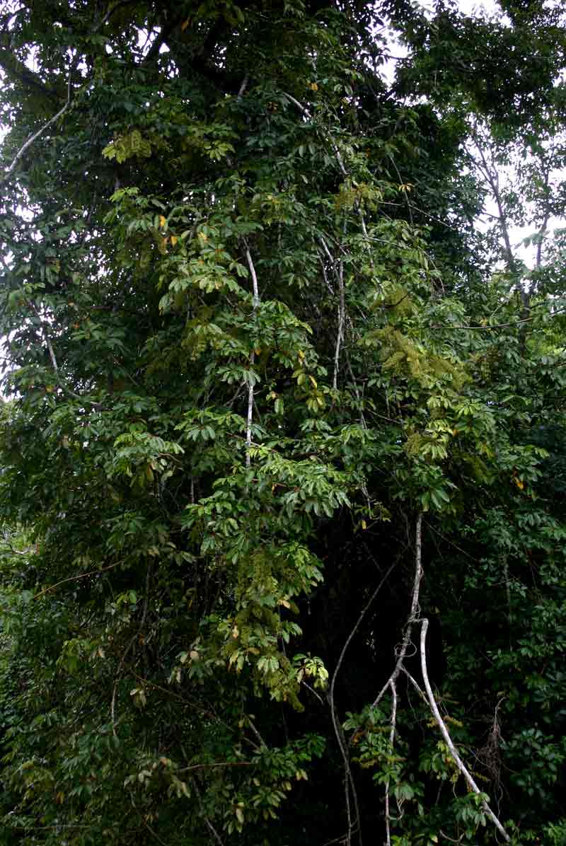 Astropanax goetzenii Astropanax goetzenii