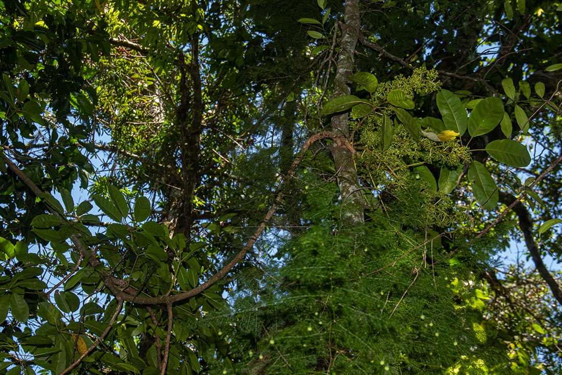 Astropanax goetzenii