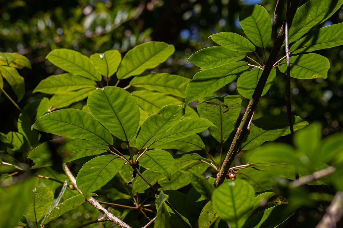 Astropanax goetzenii