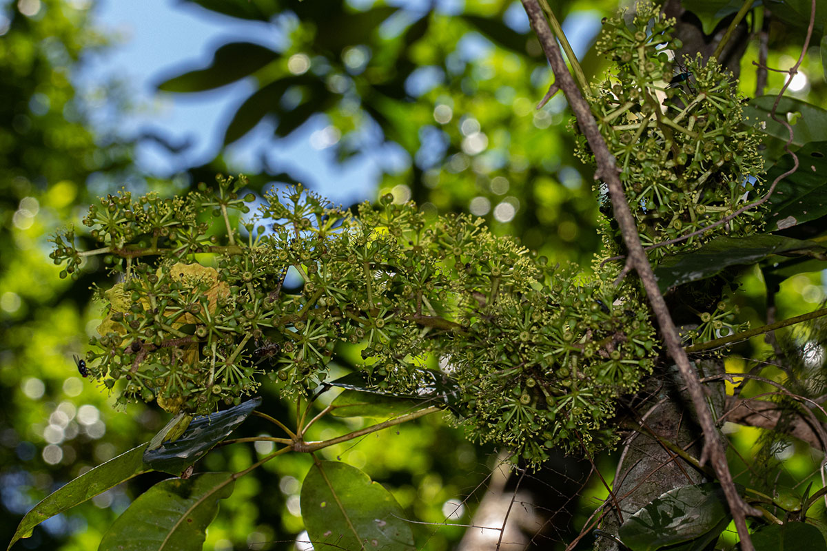 Astropanax goetzenii