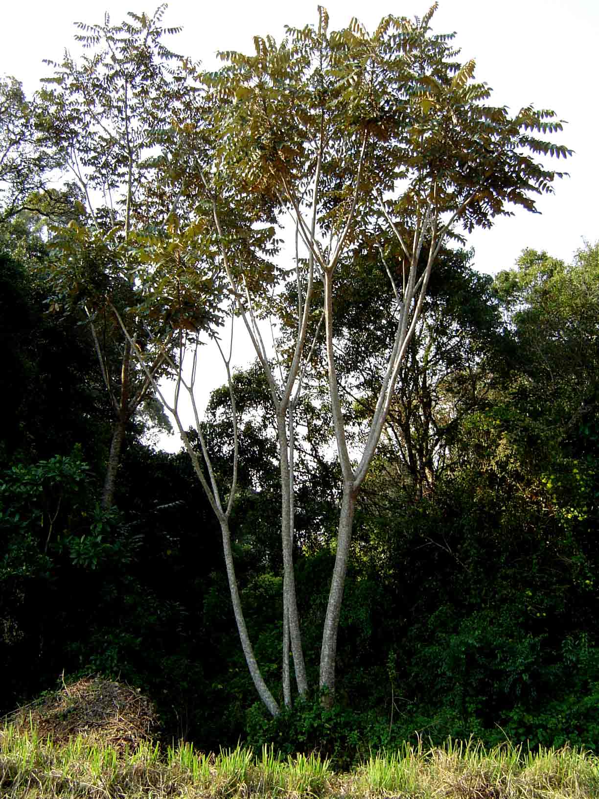 Polyscias fulva Polyscias fulva