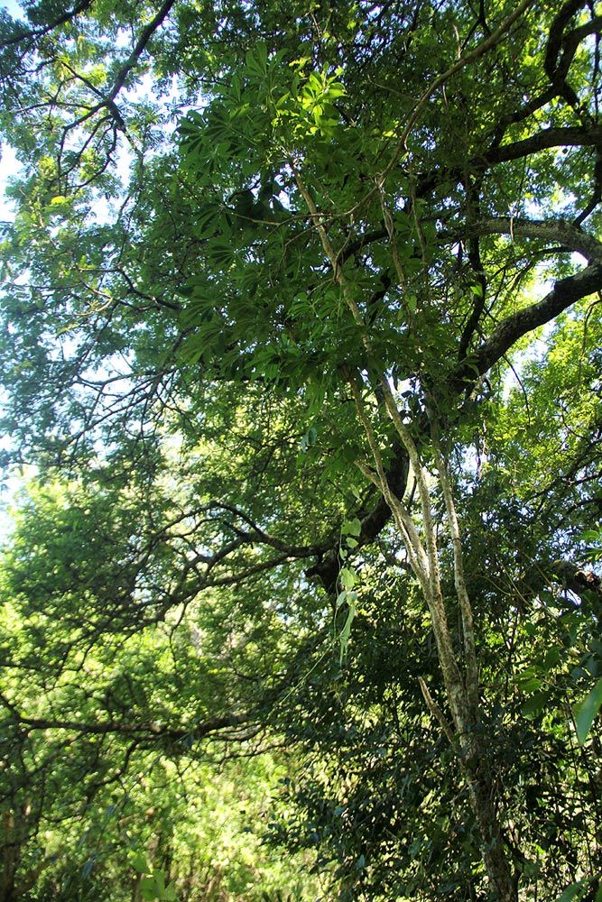 Cussonia arborea Cussonia arborea