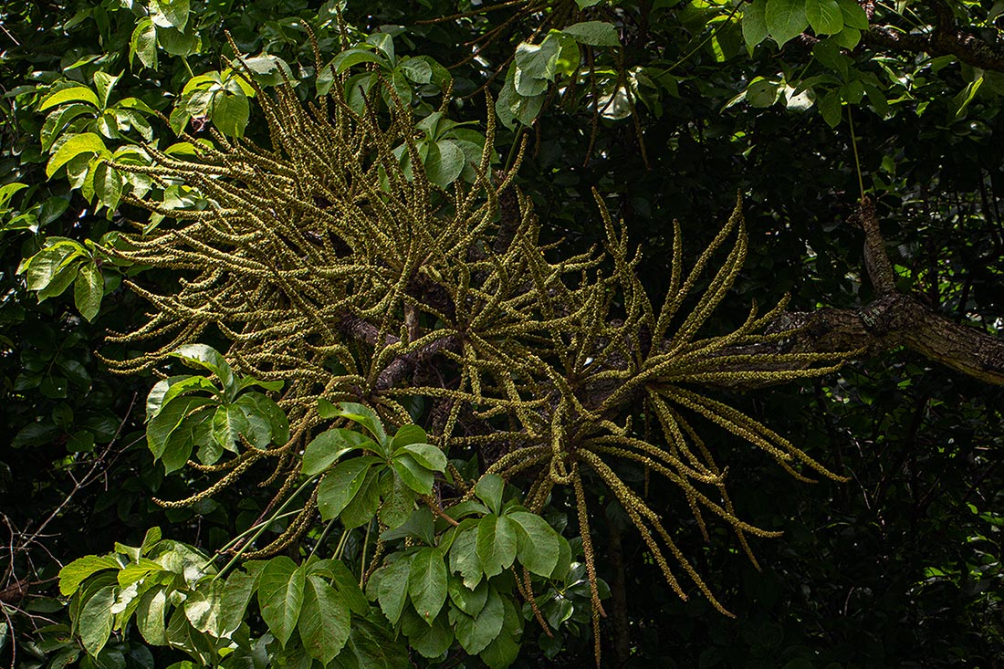 Cussonia arborea Cussonia arborea