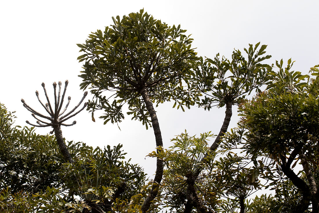 Cussonia spicata Cussonia spicata