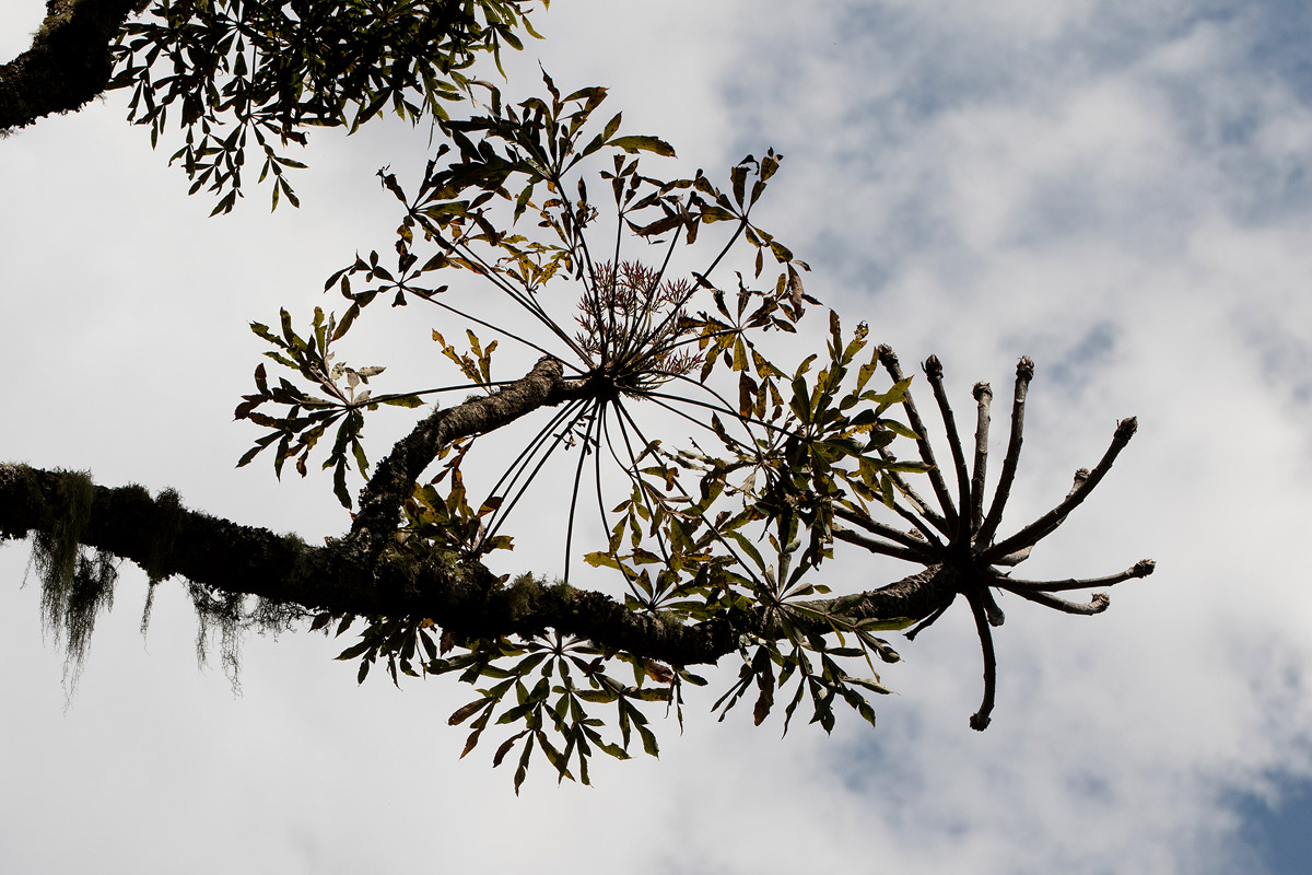 Cussonia spicata Cussonia spicata