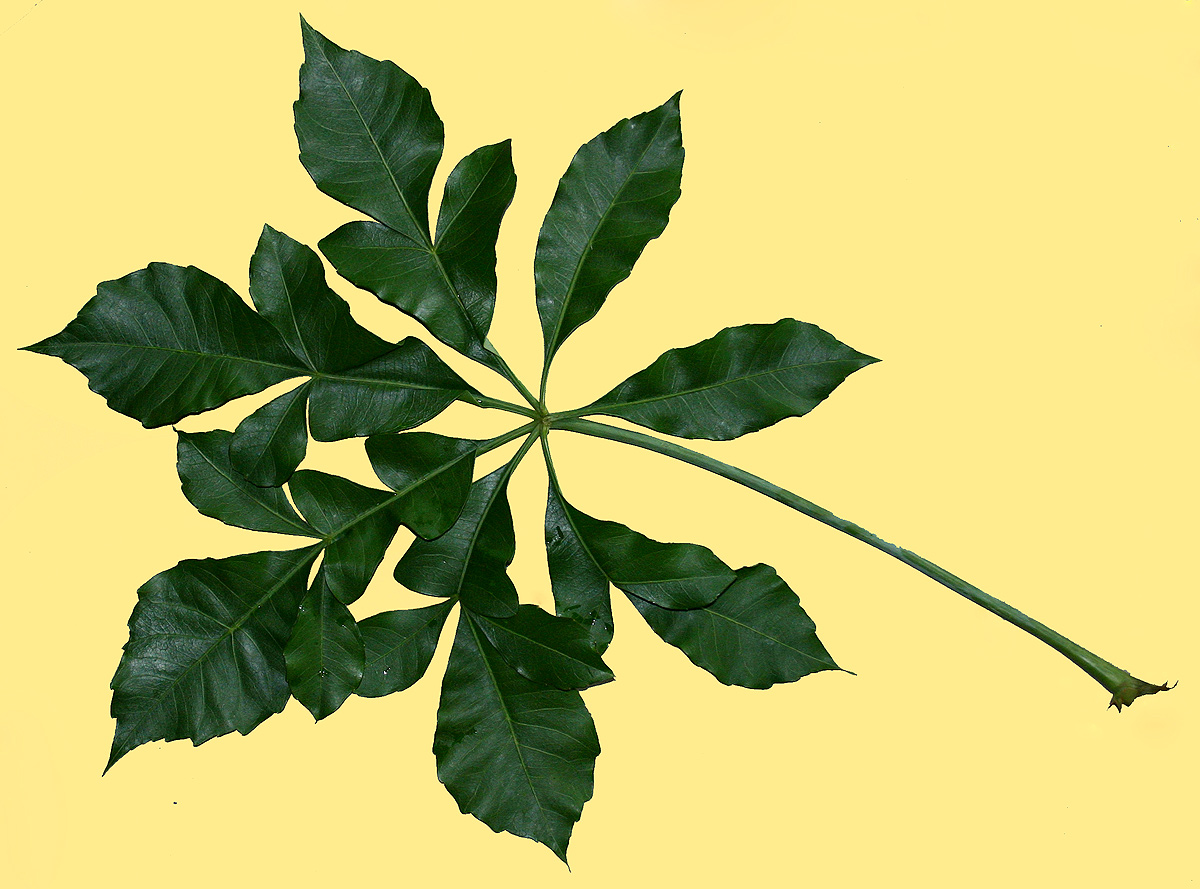 Cussonia spicata Cussonia spicata