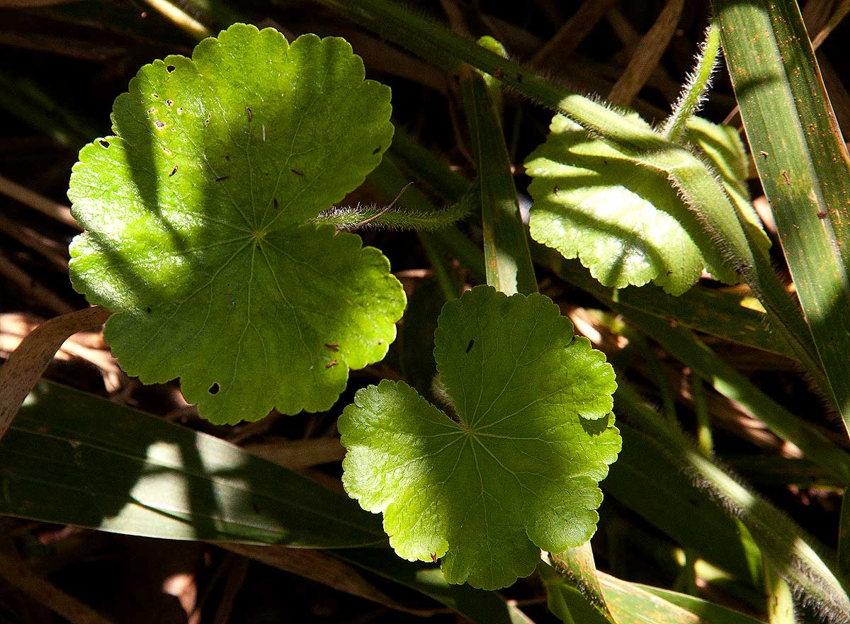 Hydrocotyle mannii