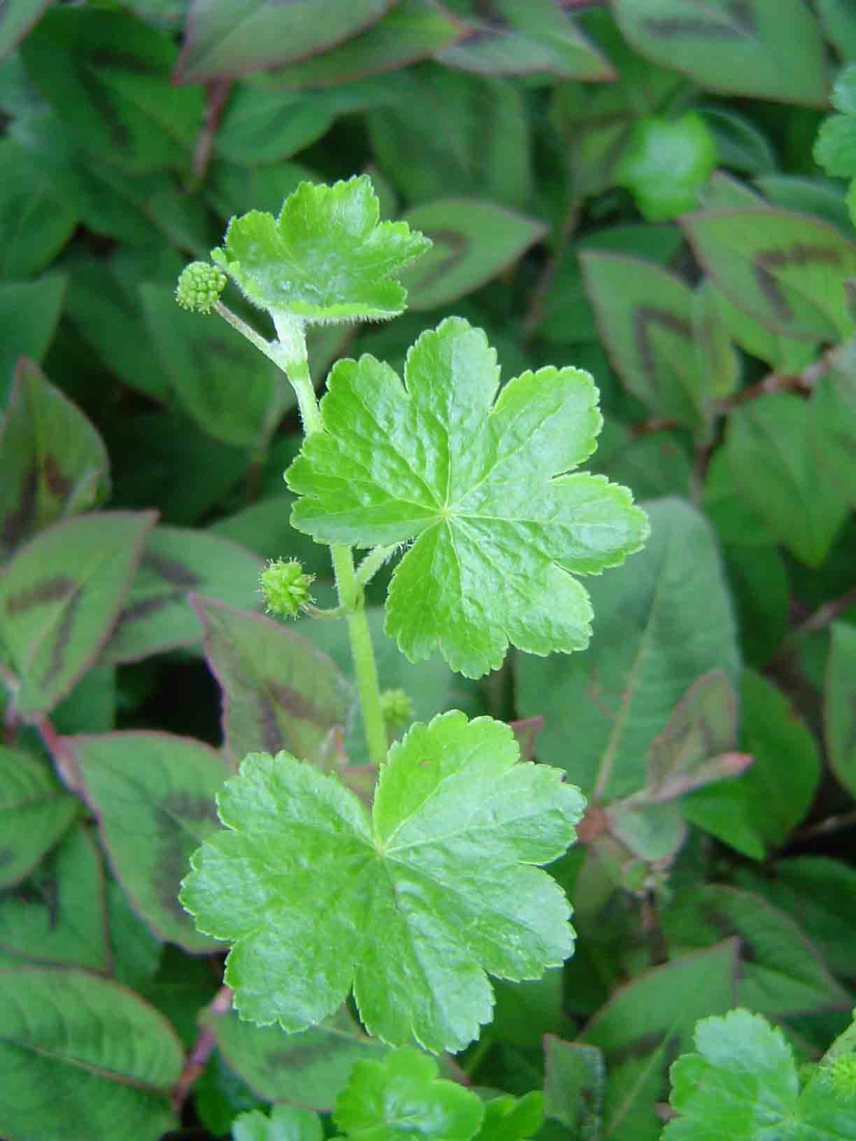 Hydrocotyle mannii