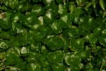 Hydrocotyle ranunculoides