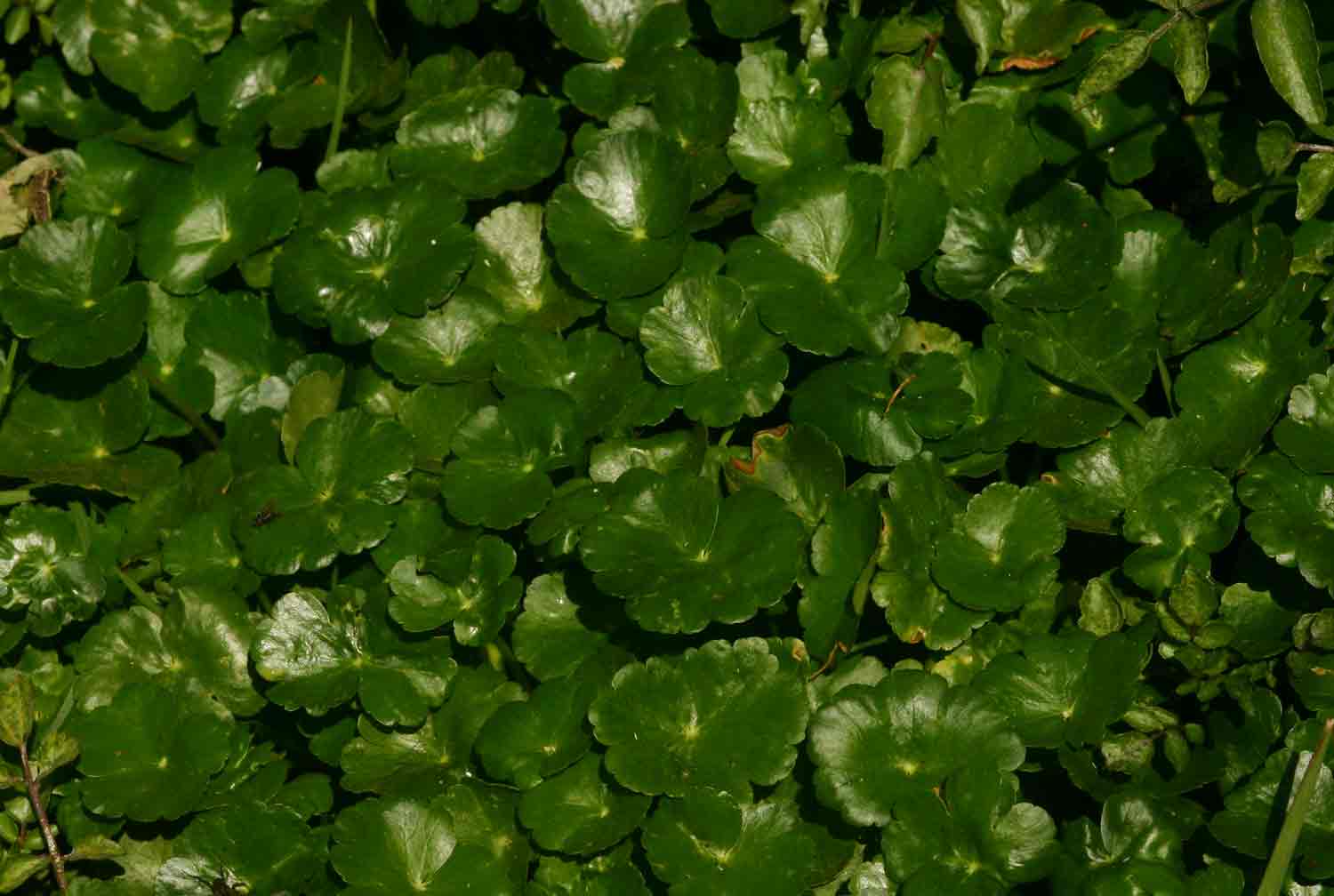 Hydrocotyle ranunculoides
