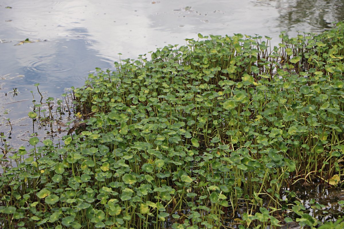 Hydrocotyle ranunculoides