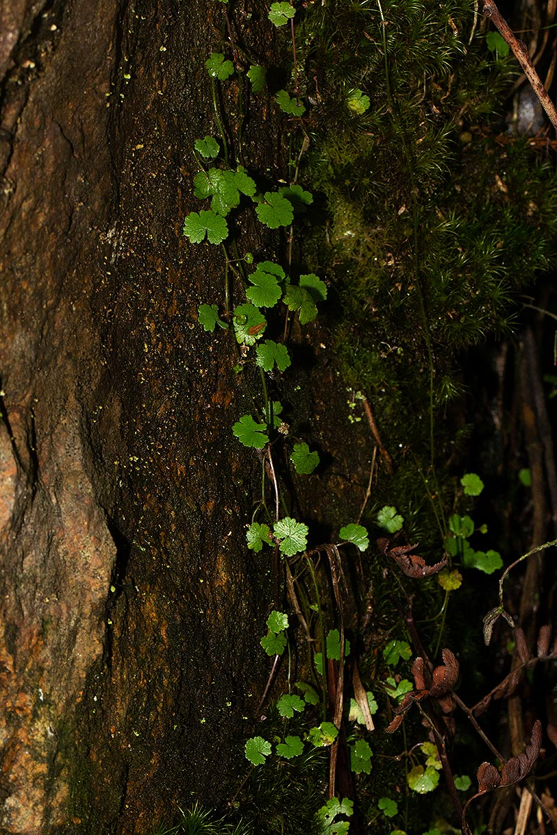 Hydrocotyle sibthorpioides