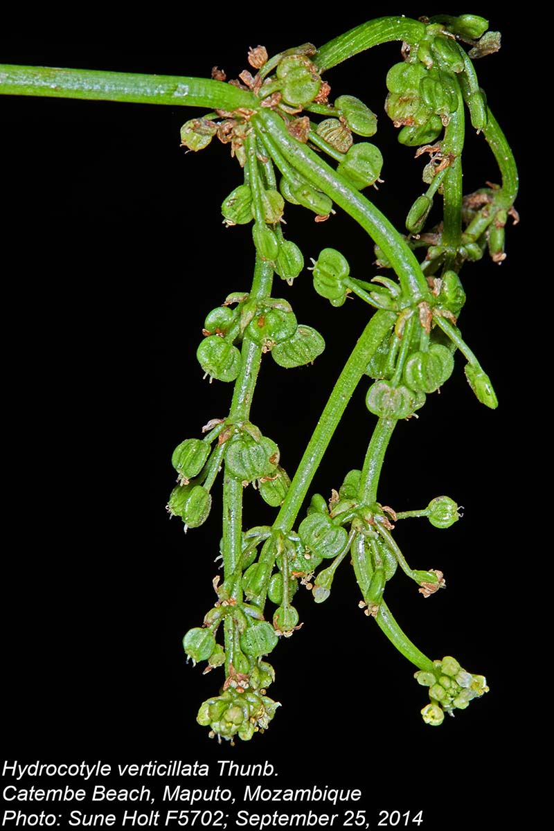 Hydrocotyle verticillata Hydrocotyle verticillata