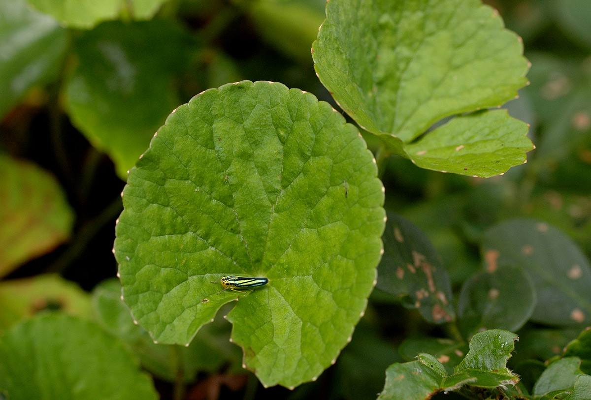 Centella asiatica Centella asiatica